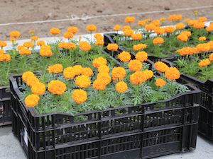 ЕВРАЗ направит 6,5 млн рублей на озеленение городов Урала