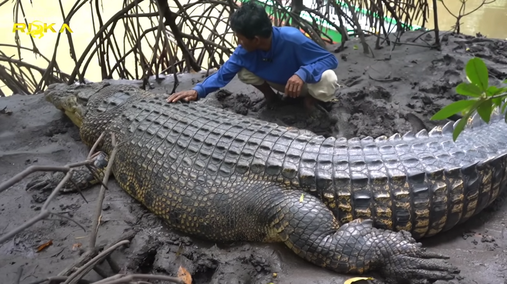 Индонезийский рыбак уже более 20 лет дружит с крокодилом