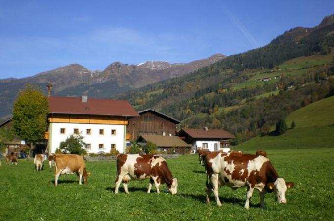 Аграрии взбутновались: ЕС отказался перераспределять сельхозбюджет в пользу обороны — Politico | Русская весна