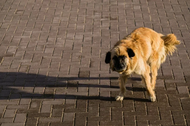 Бездомная собака напала на мальчика в Нижневартовске