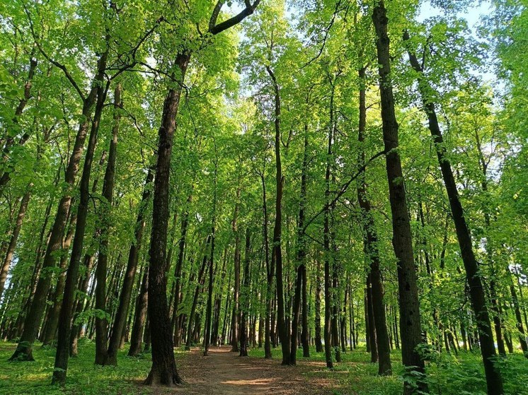 В Тульской области возбуждено уголовное дело по факту незаконной вырубке деревьев
