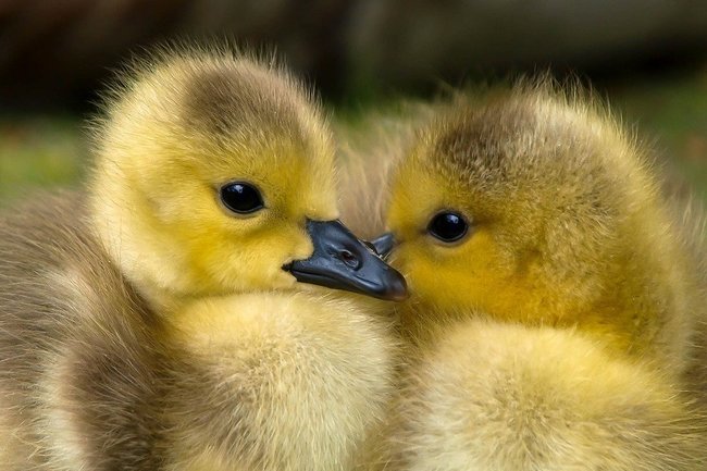 Субои это. Субои это. Вопросы к рассказу зайцы толстого. Субои это. Лексическое значение слова это.