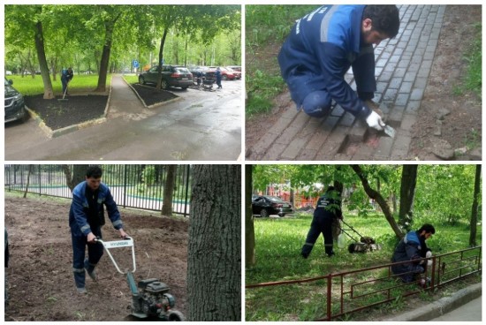 Жилищник ломоносовский