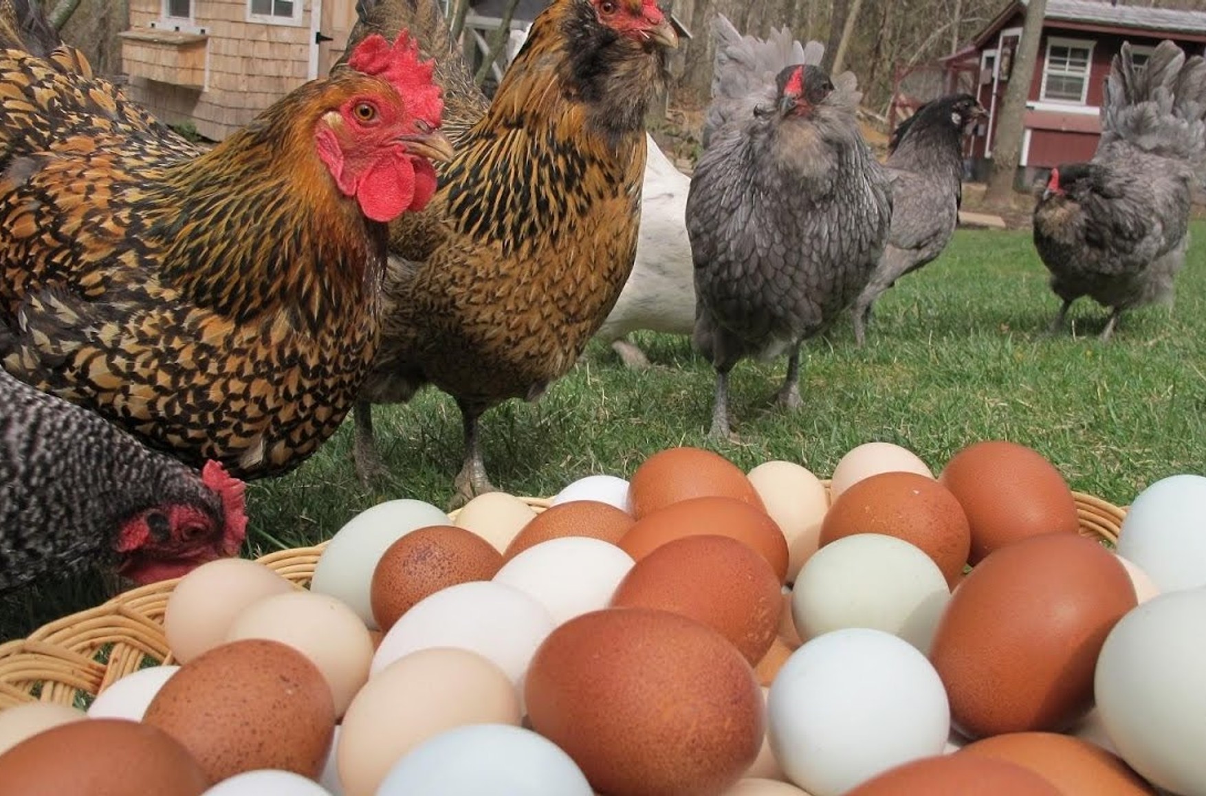 Крупно яичные породы кур. Куры. Домашние куры. Сельскохозяйственные птицы. Курица с яйцами.