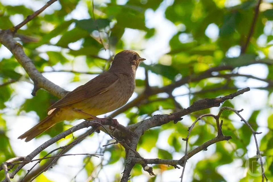 Новые места обитания краснокнижных птиц нашли в Волгоградской области