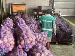  Под контролем Россельхознадзора первые в этом году партии семенного картофеля отправлены из Чувашии в Казахстан международный экспорт из Чувашии Россельхознадзор 
