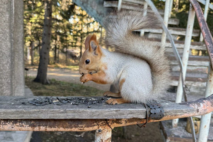В Хакасии объявили конкурс на лучший космодом для белки