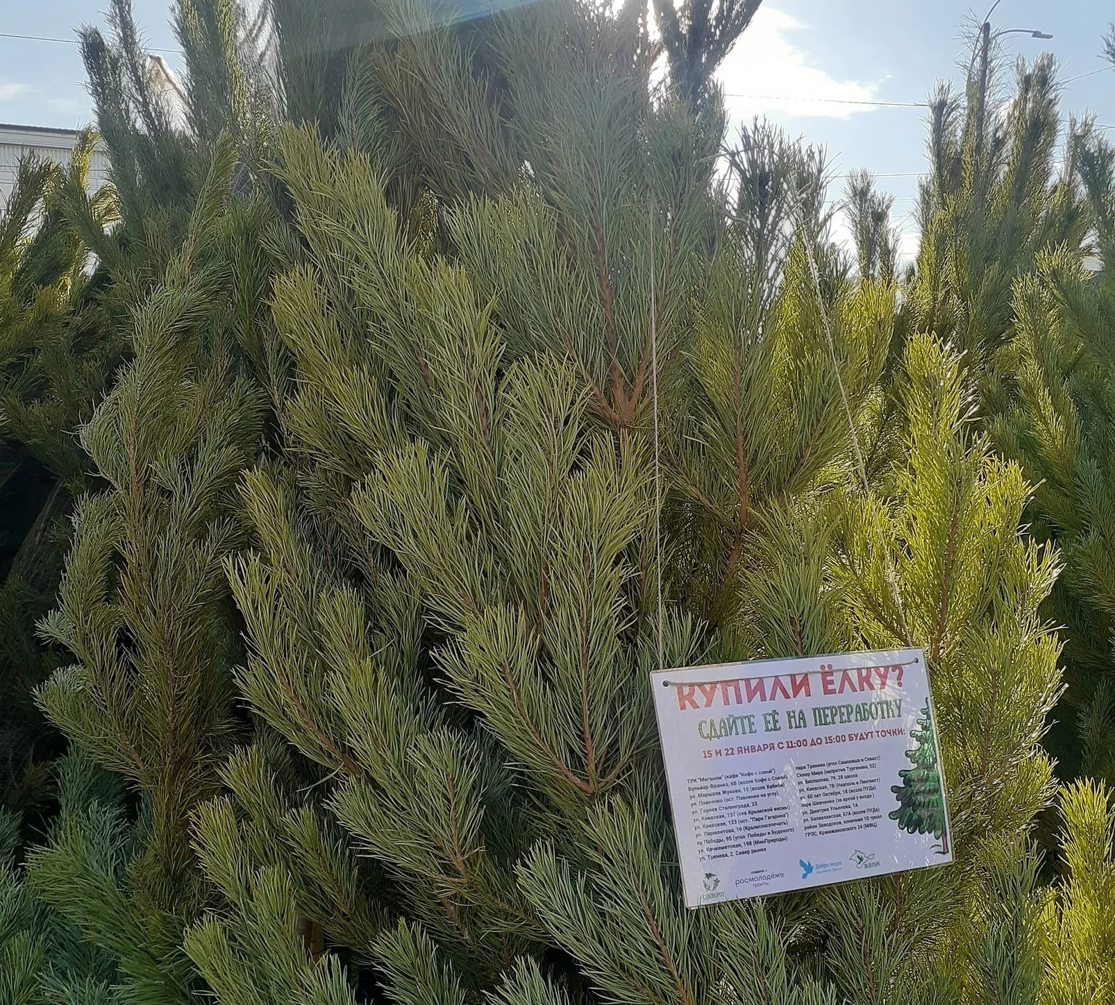 сдача елок севастополь. елка живая. пункт сбора елок в москве. пункты утилизации елок. утилизация новогодних елей в москве.