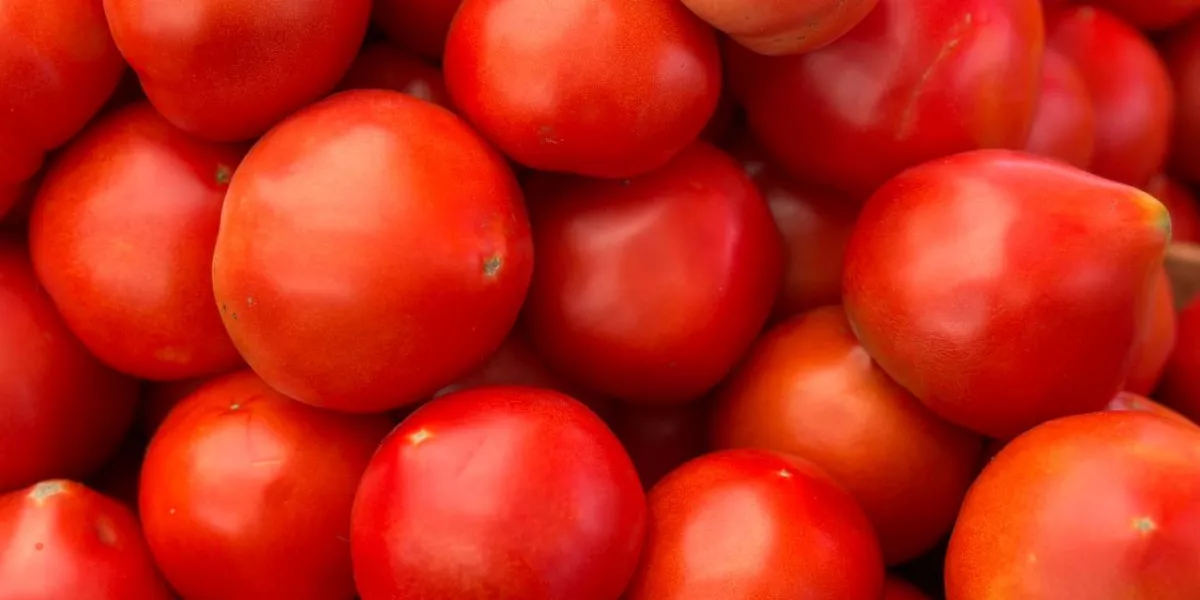 Оптимальные условия хранения помидоров: открытие аппетита и сохранение полезности
