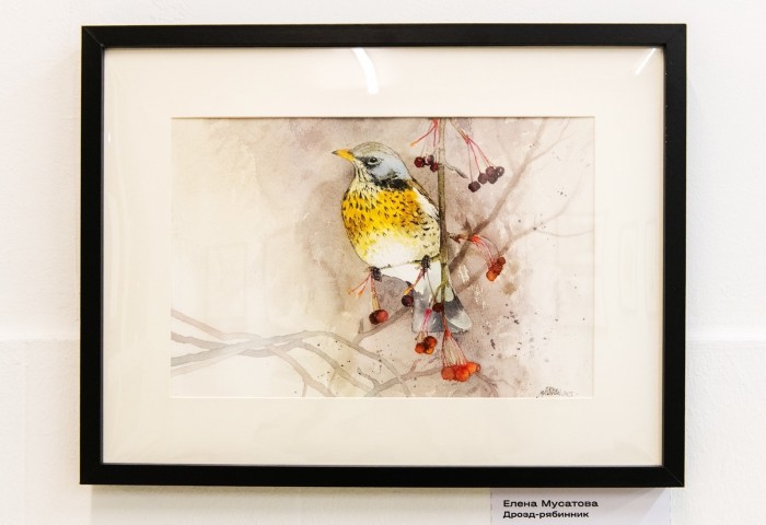 В выставочном зале &laquo;Варги&raquo; открылась экспозиция акварелей, посвящённая птицам