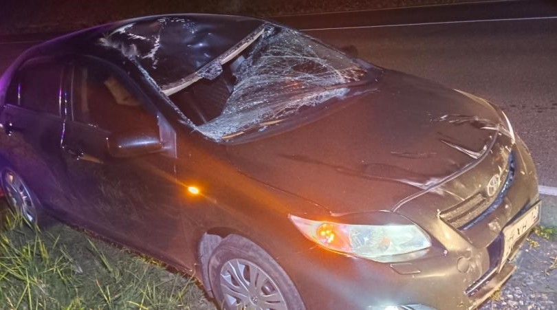 Внезапно выбежавшего лося сбил водитель иномарки в Горномарийском районе 