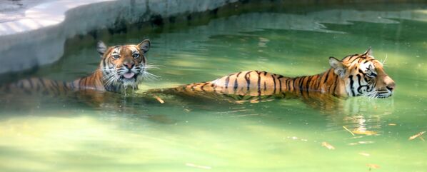 Бенгальские тигры наслаждаются прохладой в тематическом парке животных в Китае - Sputnik Грузия