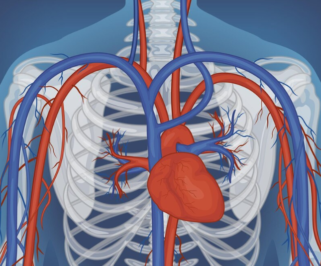 Кровеносная система человека: изменения на протяжении жизни