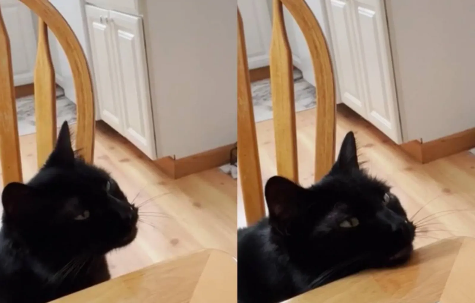 Сеть пиццерий обидела кота. Хозяйка про кота. Фотосессия с кошкой. Кот и хозяйка. Девушка с котом на руках.