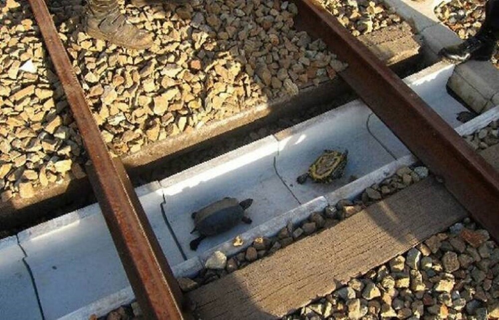 20. Японские железнодорожники построили эти специальные туннели, чтобы помочь черепахам безопасно пересечь пути