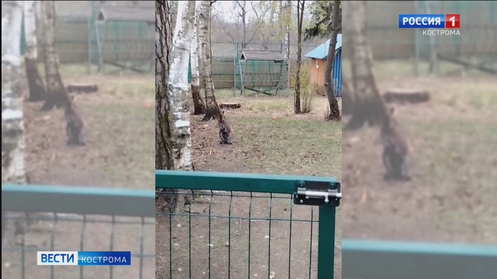 кенгурёнок.mp4_snapshot_00.23.898.jpg