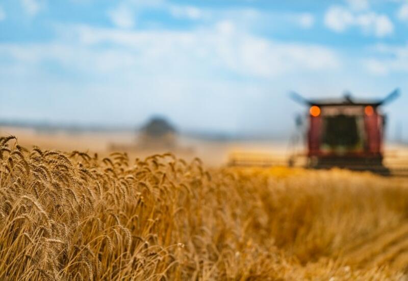 сельское хозяйство литвы. сельскохозяйство латвии. хозяйство литвы. растениеводство в латвии. сельское хозяйство литвы.