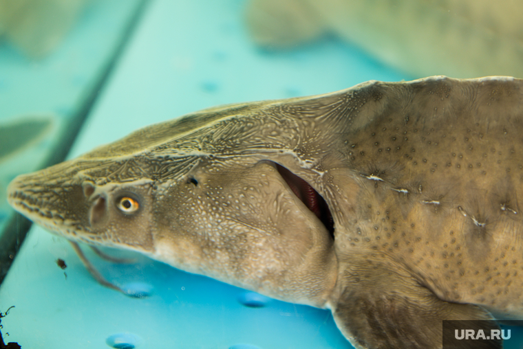 Алексей Текслер на открытии XXIX ежегодной областной агропромышленной выставки «АГРО-2022». Челябинск , рыба, осетр, агро2022