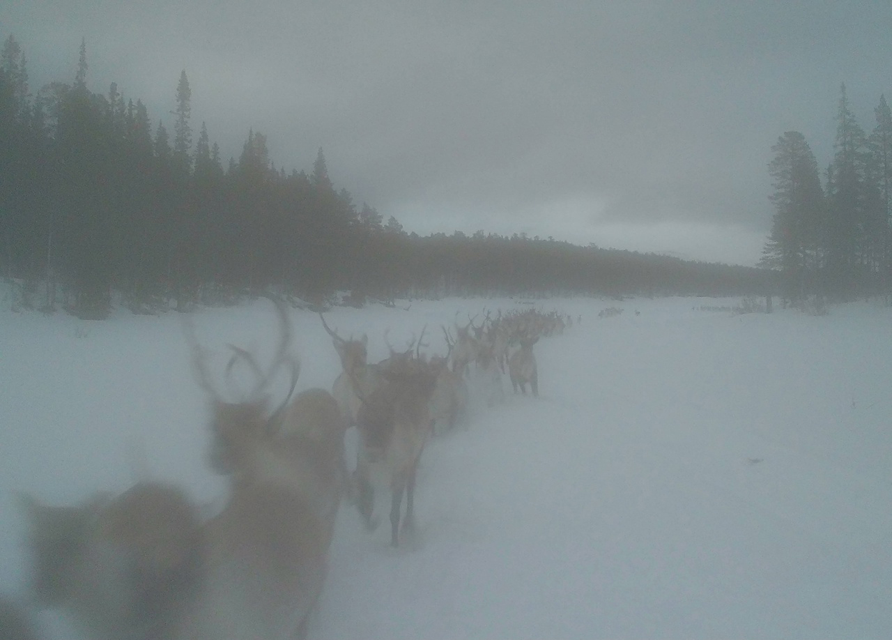 Почувствовать себя оленем можно с помощью камеры-фотоловушки, установленной в Лапландском заповеднике