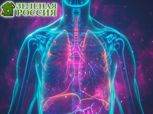 Создан первый дышащий лёгочный чип из генетически идентичных клеток человека