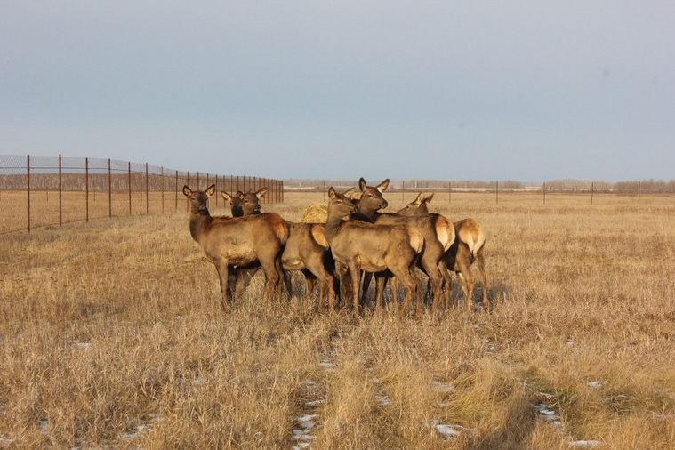 Маралов будут разводить в Шатровском округе