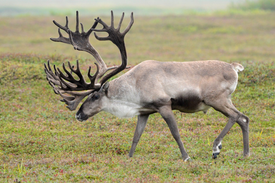 Тайны копытных Камчатки откроют на уникальной лекции Владимира Гордиенко. @kronoki. Фотография 5