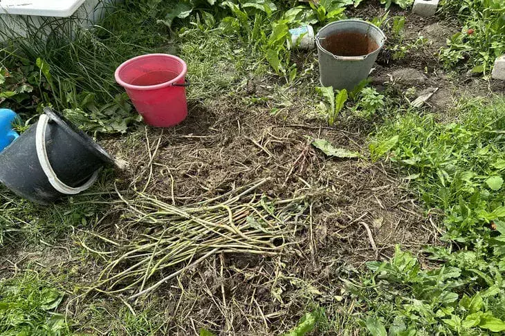 Растения