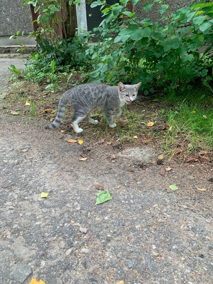 Нашли кота мертвым. Бездомный рыжий кот. Нашли кота мертвым. Нашли кота мертвым. Нашли кота мертвым.