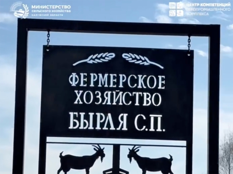 Калужский фермер разводит овец и делает камамбер