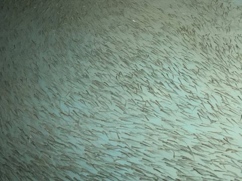 НЗМУ помогает увеличить популяцию лососевых в Приморье