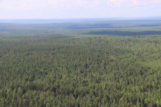 Иркутская область подвела итоги действия лесной амнистии