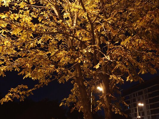 Sony пошла против всех, и получилось. Обзор компактного Xperia 5 V — Камеры. 72