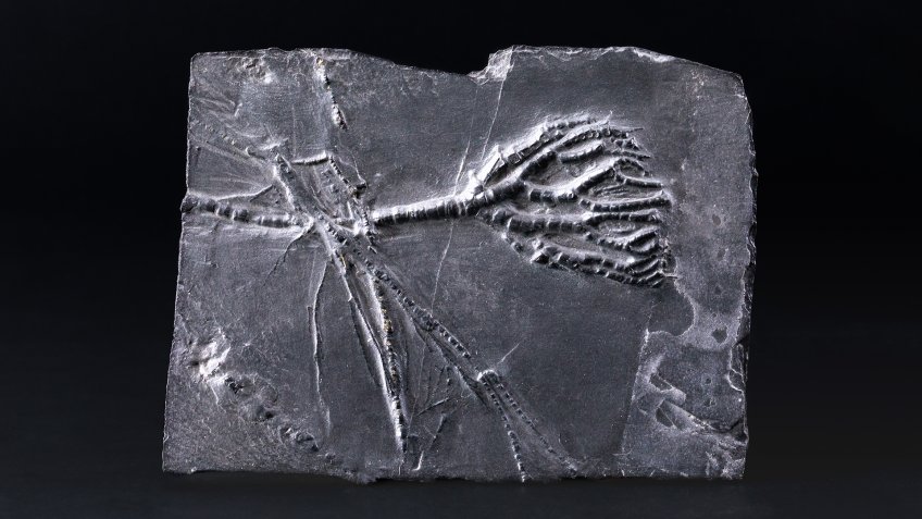 Морская лилия Entaxocrinus sturtzei Германия, Буденбах. Девон нижний.