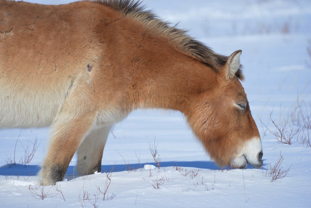Год Лошади: в России запускают кампанию в поддержку лошадей Пржевальского