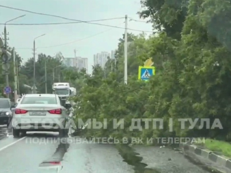 На Староникитской улице Тулы на дорогу рухнуло дерево