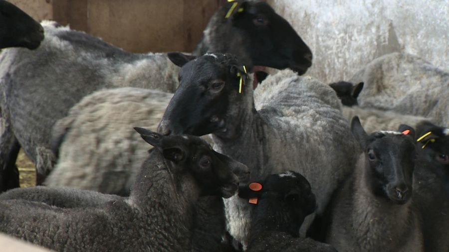 Ярославцев предупредили об оспе коз и овец