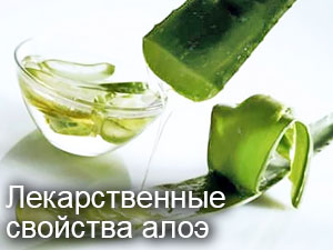 алоэ