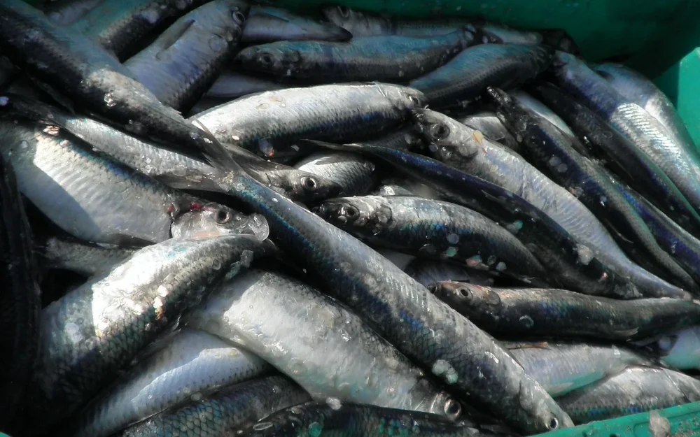 Балтийская сельдь оказалась под угрозой исчезновения из-за коммерческого разведения лосося