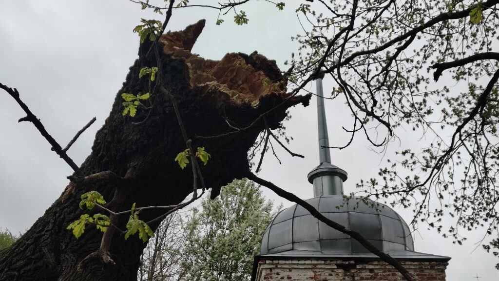 Мастера «Городского хозяйства» убрали упавшие деревья на Десятинной улице, в Кречевицах и по другим адресам