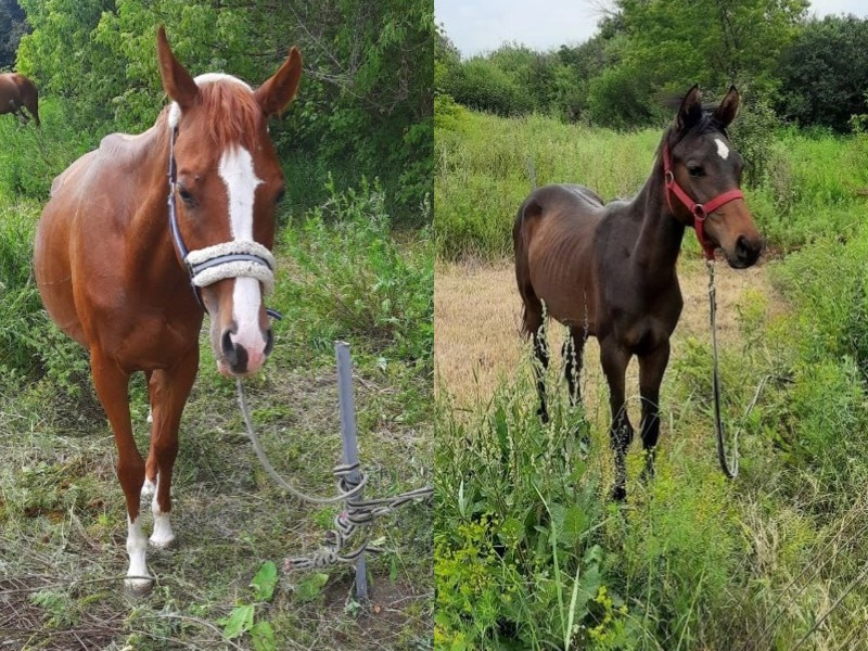 Потерялась лошадь. Потерялась лошадь. Куда делась лошадь. Лошадь пржевальского чернобыль. Лошадка буйнакск.