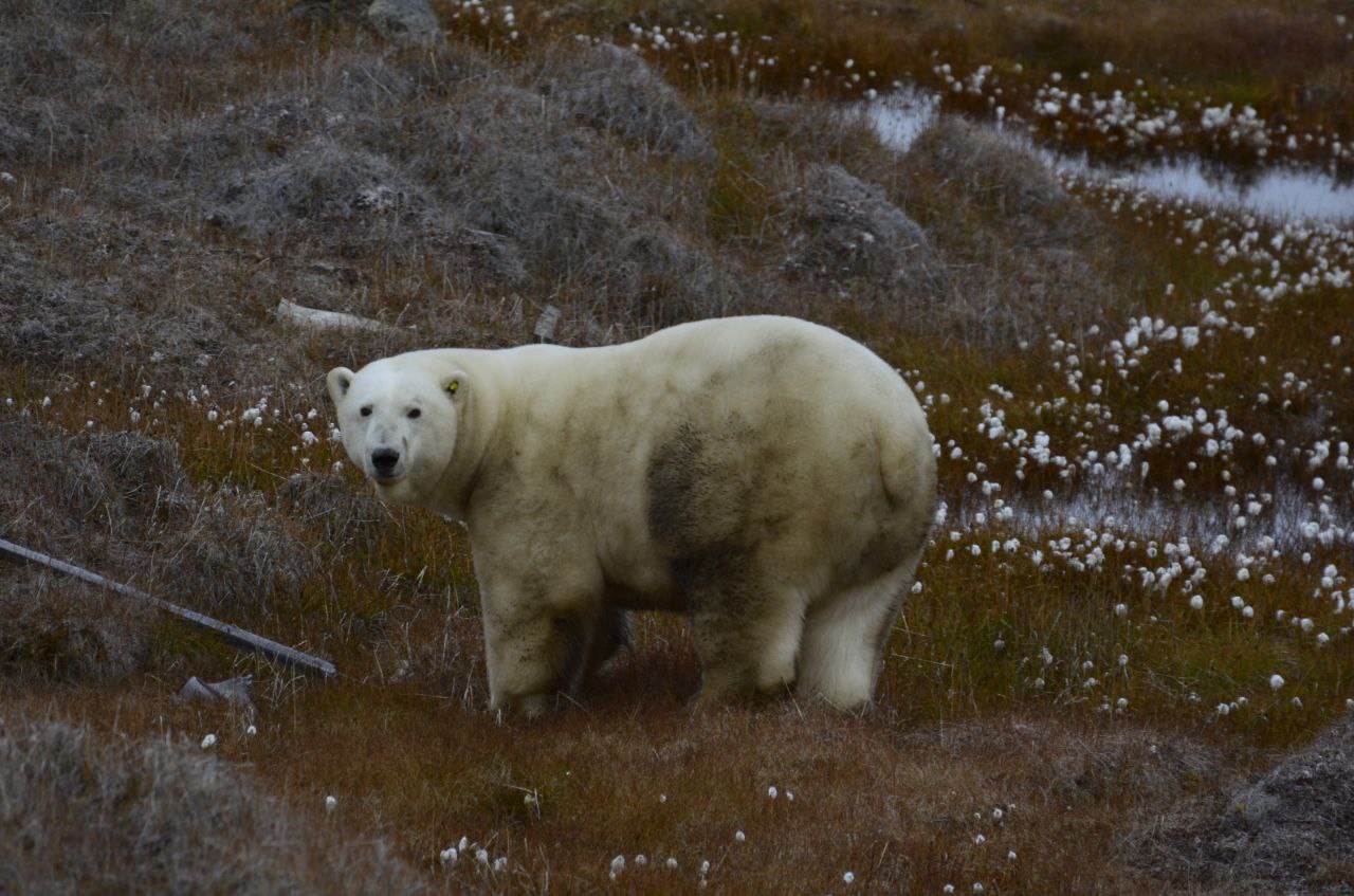 Какие медведи в тундре. Медвежьи острова Якутия. Якутский медведь. Медвежьи острова заповедник.