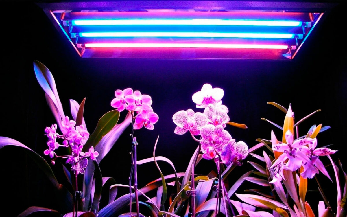 Фитолампа что это. Фитолампа светодиодная General 14w. Фитолампа led grow Light. Фитолампа для растений СМАРТБАЙ. Фитолампа для орхидеи фаленопсис.