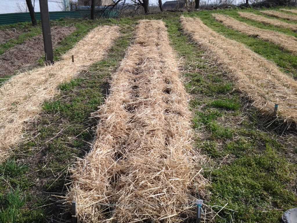 Ленивые способы посадки картофеля без перекопки земли