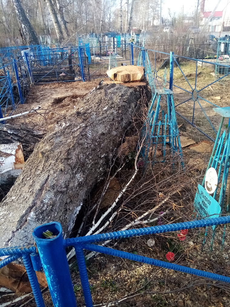 После расчистки пермского кладбища могилы оказались завалены деревьями - фото, Оса