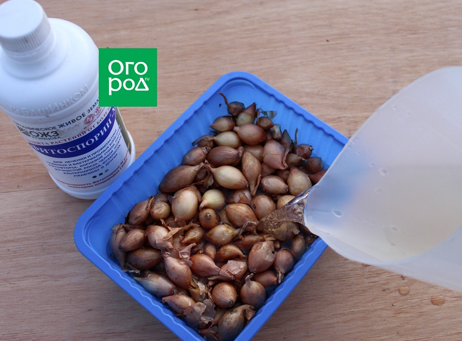 Лук перед посадкой замочить в чем лучше. Лук севок перед посадкой замачивают. Надо ли замачивать озимый лук перед посадкой. Лук на посадку. Лук севок в клипсе.