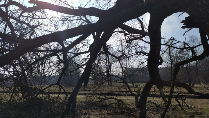 Семье женщины, погибшей в ураган от падения дерева, окажут поддержку