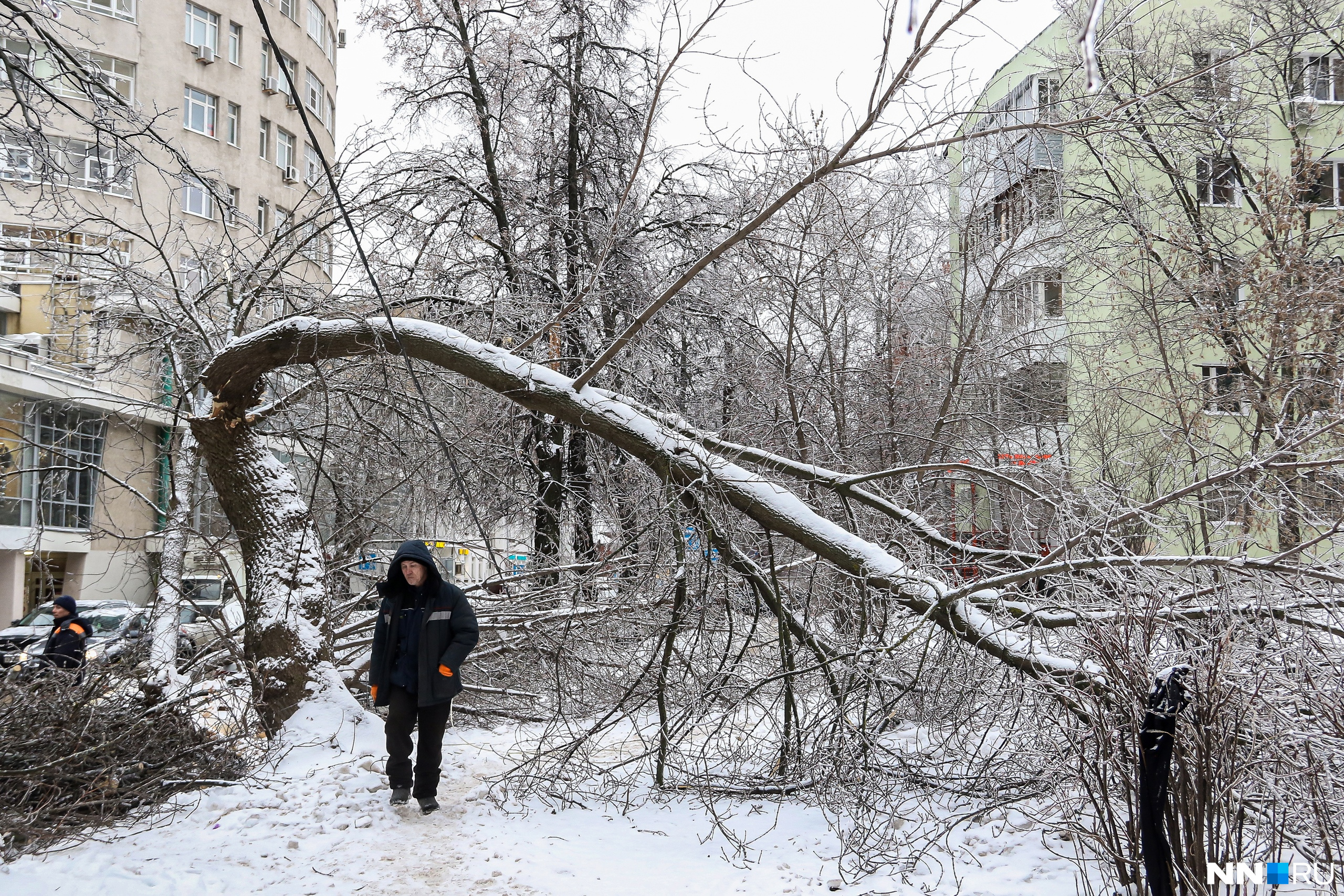 Нижний 23 ноября. Снег в городе. Ноябрь в городе. Упавшее дерево.