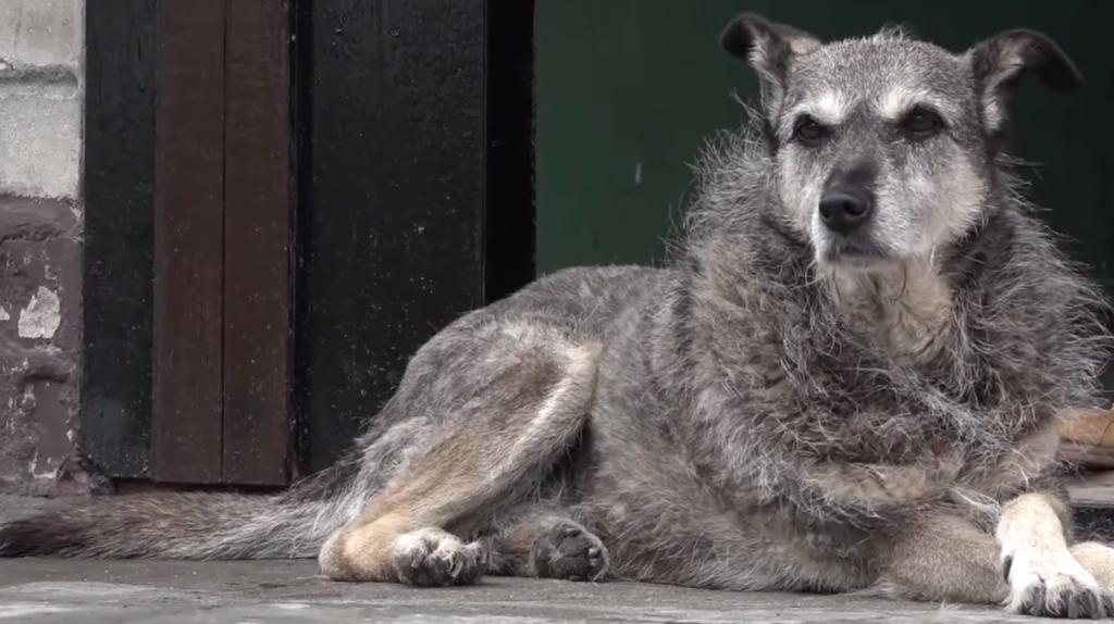 В Унече бродячая собака напала на 70-летнюю пенсионерку