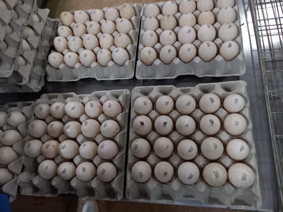 Инкубационные яйца пекинской утки. Инкубация пекинской утки. Hub1007011 маркировка инкубационного яйца. Партия яиц из Испании в Орловской области. Купить инкубационное яйцо в орле