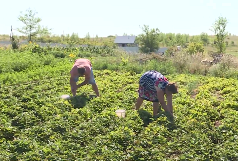 Огород в парке. Огороде новости. Чудеса садоводства и огородничества. Огороде новости. Школьный огород.